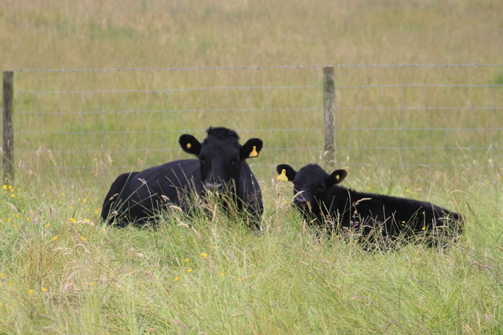 Photos on a gloomy summers day Dexter Cattle For Sale Discussion Board